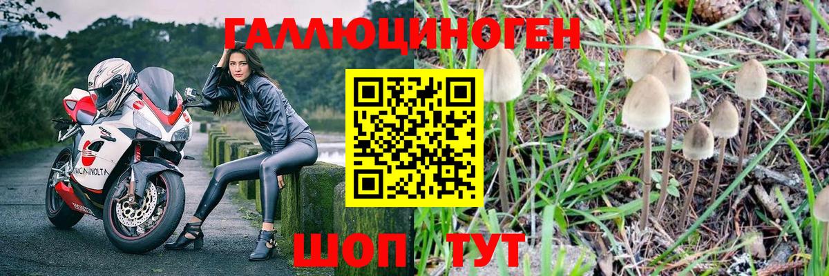 Галлюциногенные грибы Psilocybe Сальск